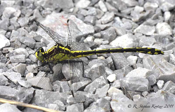 Dromogomphus spinosus, female